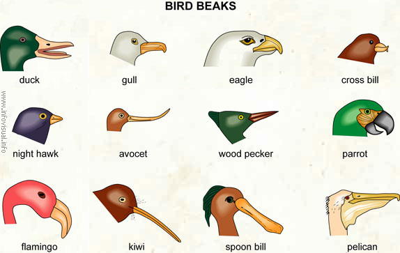Bird beak